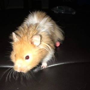 Meet your Posher, Gabriel